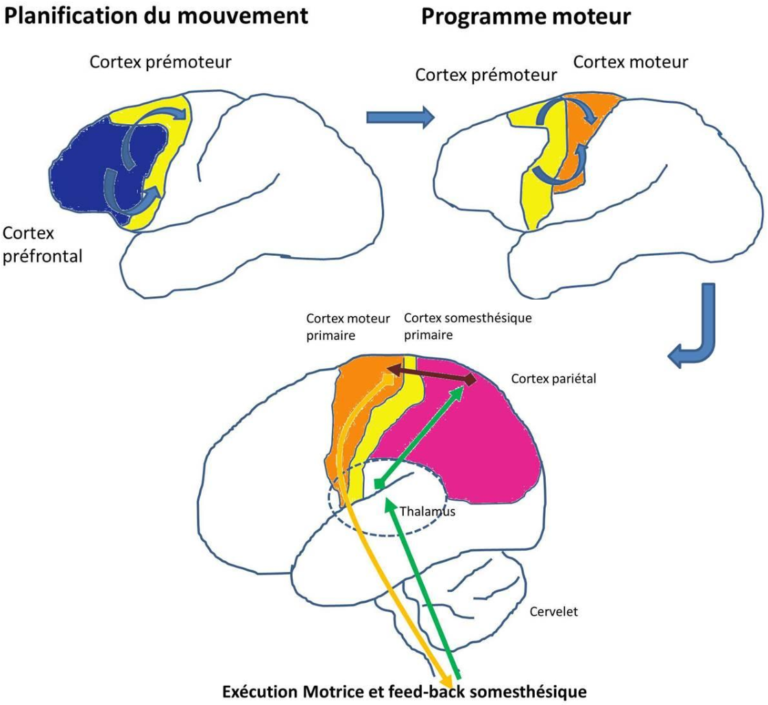 planification du mouvement cortex cerebral 768x705