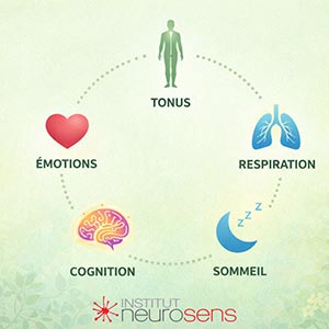 Graphique qui représente le cycle : Tonus - Émotions - Respiration - Cognition - Sommeil