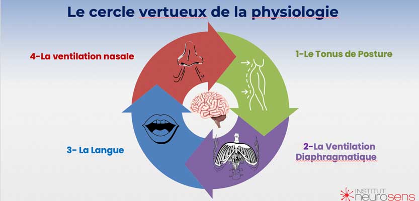 008 cercle vertueux en physiologie