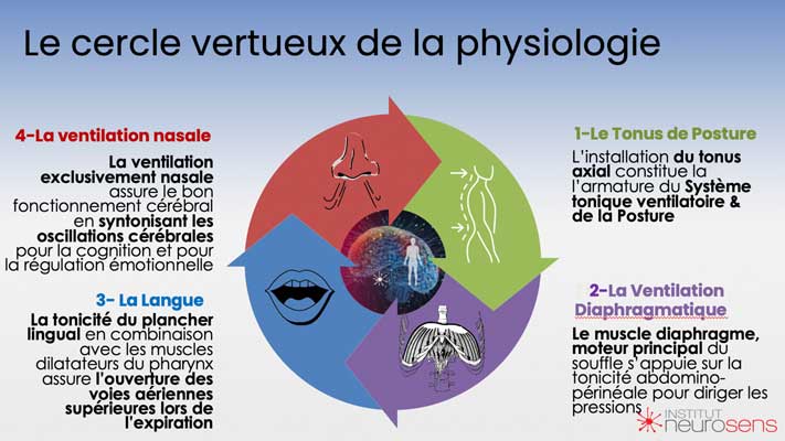 Le cercle vertueux de la physiologie
