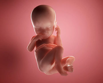 Les premières semaines de vie foetale.