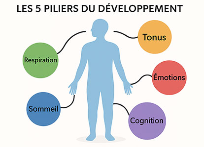 Les 5 piliers du développement