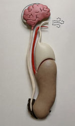 Régler le système tonico-ventilatoire. Institut Neurosens