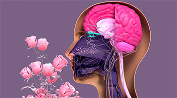 Le nez et la respiration. Institut Neurosens