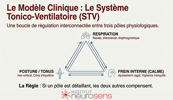 Modèle clinique : Le Système tonico-ventilatoire (STV)