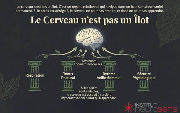 Le cerveau n'est pas un îlot