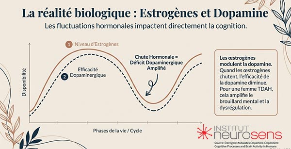 La réalité biologique : Estrogènes et Dopamine