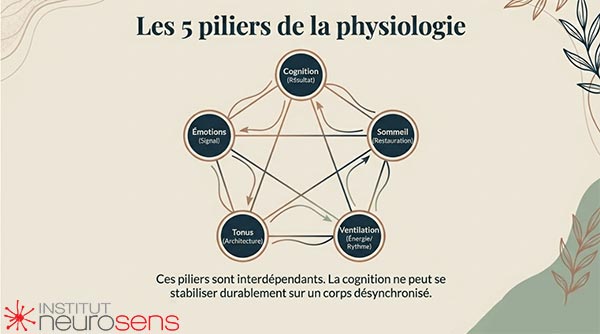 Les 5 piliers de la physiologie