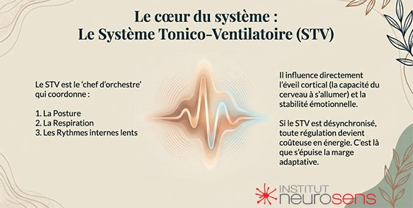 Le coeur du système : Le système tonico-ventilatoire (STV)