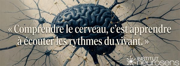 Comprendre le cerveau, c'est apprendre à écouter les rythmes du vivant.