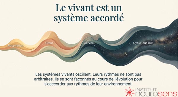Le vivant est un système accordé