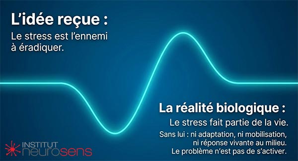 L'idée reçue : Le stress est l'ennemi à éradiquer. La réalité biologique : Le Stress fait partie de la vie.