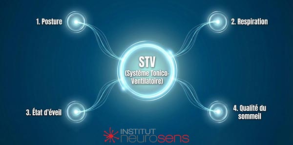 STV : Système Tonico-Ventilatoire