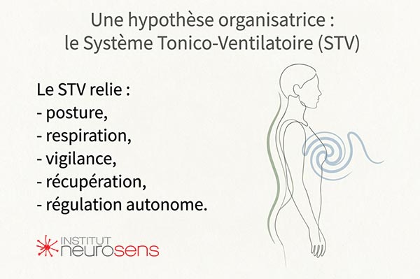Une hypothèse organisatrice : le Système Tonico-Ventilatoire (STV)