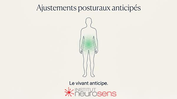 Ajustements posturaux anticipés