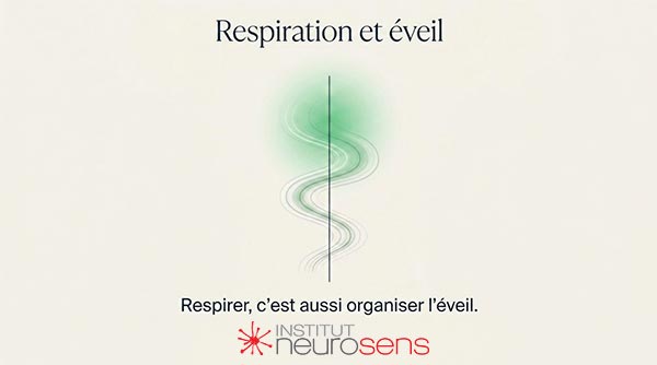 Respiration et éveil