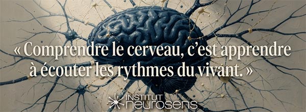 Comprendre le cerveau, c'est apprendre à écouter les rythmes du vivants.