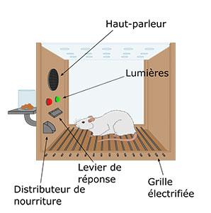 Le conditionnement opérant - la boite de Skinner