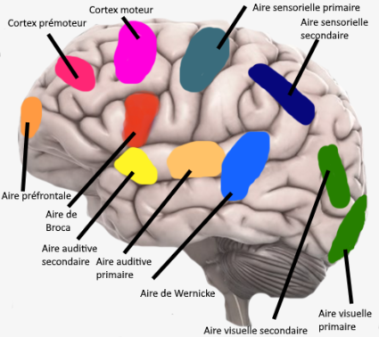 cortex moteur cerveau 425x378