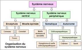 systeme nerveux central et sympathique