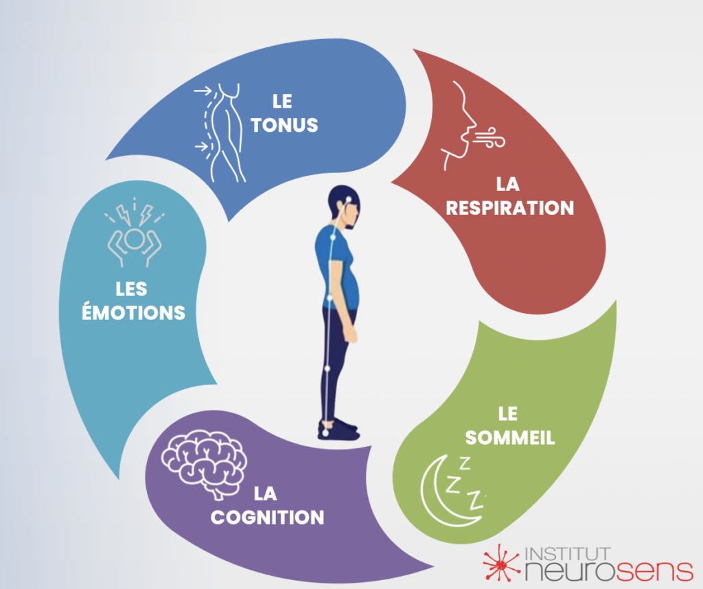 005 Tonus - respiration - sommeil - cognition - emotions