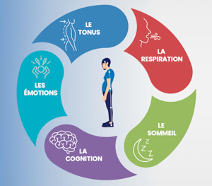 002 ========== 5 piliers psychophysiologie : tonus, respiration, émotions, sommeil, cognition