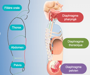 003 ==== daophragmes pharyngé, thoracique et pelvien : influences psychophysiologie