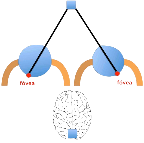 006 troubles visuels et perception de l'espace