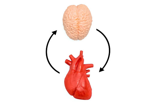 Cerveau et cœur